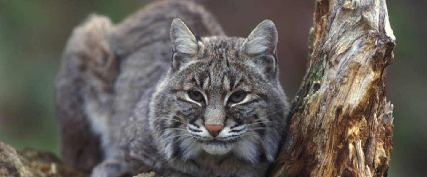 Bobcat